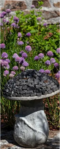 Fleurs de ciboulette dans le jardin de l'Hôtel du Morvan à Luzy (58)